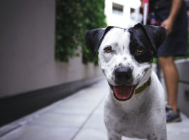 Immagine di anteprima per Approvata la legge sui reati contro gli animali: pene più dure e nuove tutele