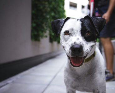 Approvata la legge sui reati contro gli animali: pene più dure e nuove tutele