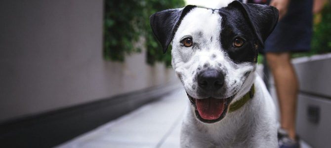 Immagine in evidenza del post: Approvata la legge sui reati contro gli animali: pene più dure e nuove tutele