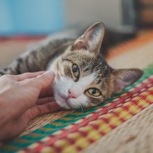 Miraggio affitto, regole e prescrizioni: animali o no?