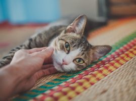 Immagine di anteprima per Miraggio affitto, regole e prescrizioni: animali o no?