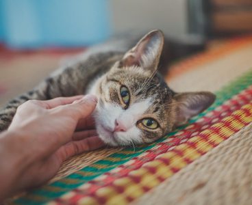 Miraggio affitto, regole e prescrizioni: animali o no?