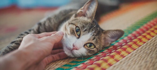Immagine in evidenza del post: Miraggio affitto, regole e prescrizioni: animali o no?