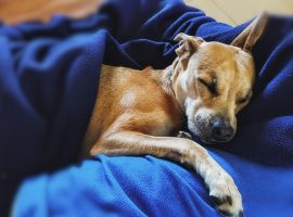 Immagine di anteprima per Una pizza per cambiare una vita: i cani del canile di Schio protagonisti sulle scatole da asporto