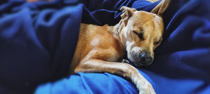 Una pizza per cambiare una vita: i cani del canile di Schio protagonisti sulle scatole da asporto